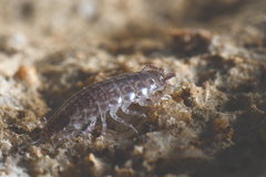 Chaetophiloscia sicula