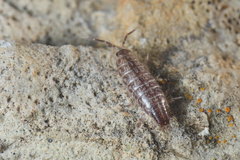 Chaetophiloscia sicula