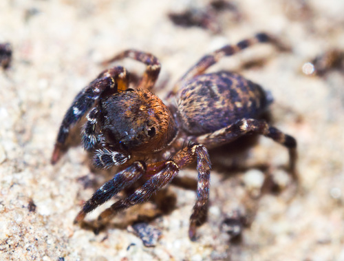 Algerian Jumping Spider