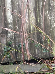 Carex pendula
