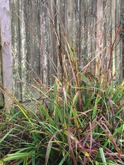 Carex pendula