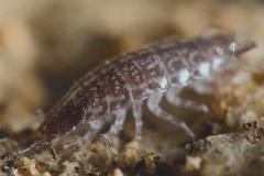 Chaetophiloscia sicula