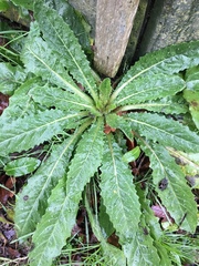 Helminthotheca echioides