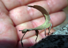 Cryptophyllium westwoodii