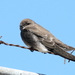 Brown-throated Martin - Photo (c) Michael McSweeney, some rights reserved (CC BY-NC), uploaded by Michael McSweeney