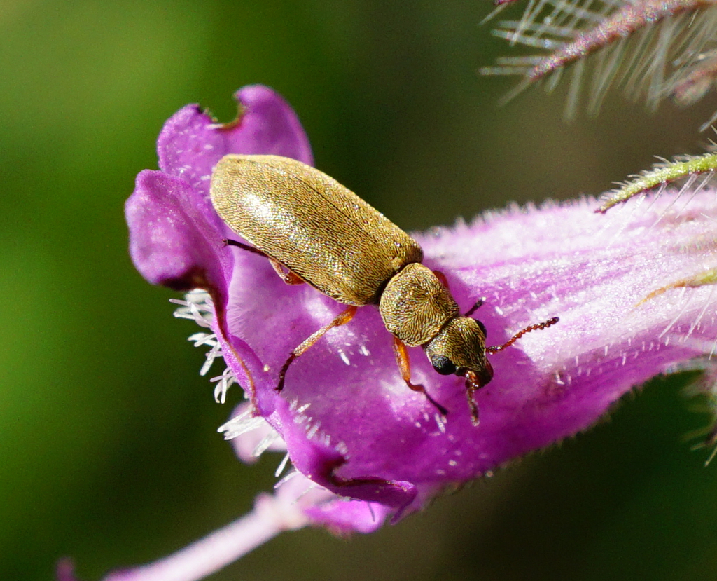 Danacea nigritarsis