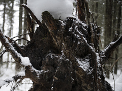 Heterobasidion parviporum