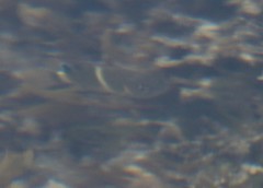 Chrysiptera brownriggii