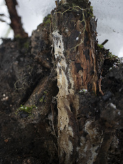 Heterobasidion parviporum