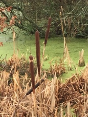 Typha latifolia