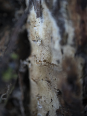 Heterobasidion parviporum