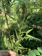 Bambusoideae
