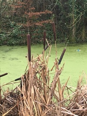 Typha latifolia