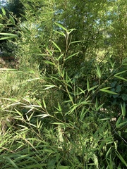 Bambusoideae