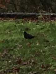 Turdus merula