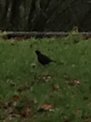 Turdus merula