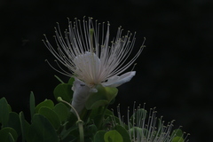 Capparis spinosa