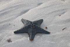 Pentaceraster