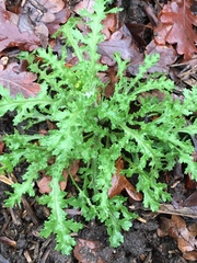 Senecio vulgaris