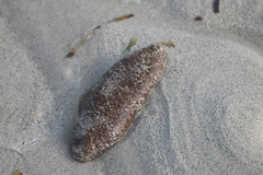 Actinopyga echinites