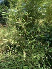 Bambusoideae