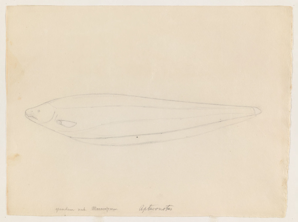 Dolphin Knife Fish