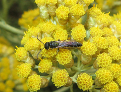 Sapygina decemguttata