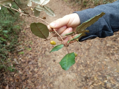 Elaeagnus pungens image