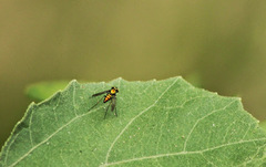 Condylostylus comatus