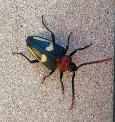 Calocomus desmarestii