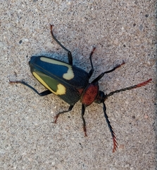 Calocomus desmarestii