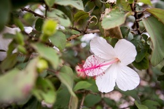 Hibiscus waimeae
