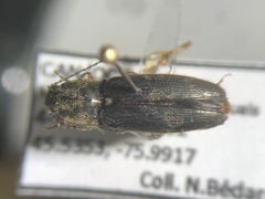 Hemicrepidius decoloratus