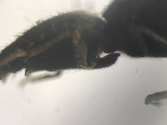 Hemicrepidius decoloratus