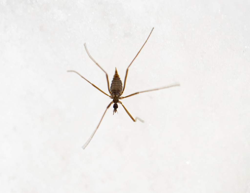 Chionea araneoides