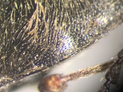 Hemicrepidius decoloratus