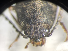 Hemicrepidius decoloratus