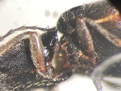 Hemicrepidius decoloratus