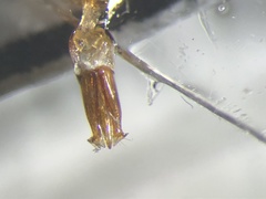 Hemicrepidius decoloratus