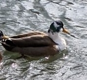 Anas platyrhynchos domesticus