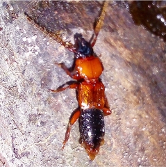 Piestinae