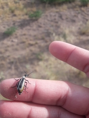 Epicauta griseonigra