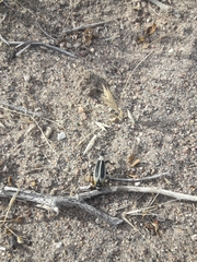 Epicauta griseonigra