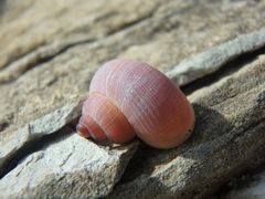 Pomatias rivularis