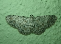 Physocleora taeniata