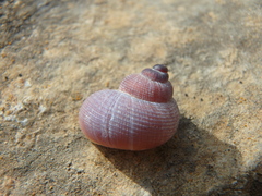 Pomatias rivularis