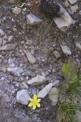 Bobartia filiformis