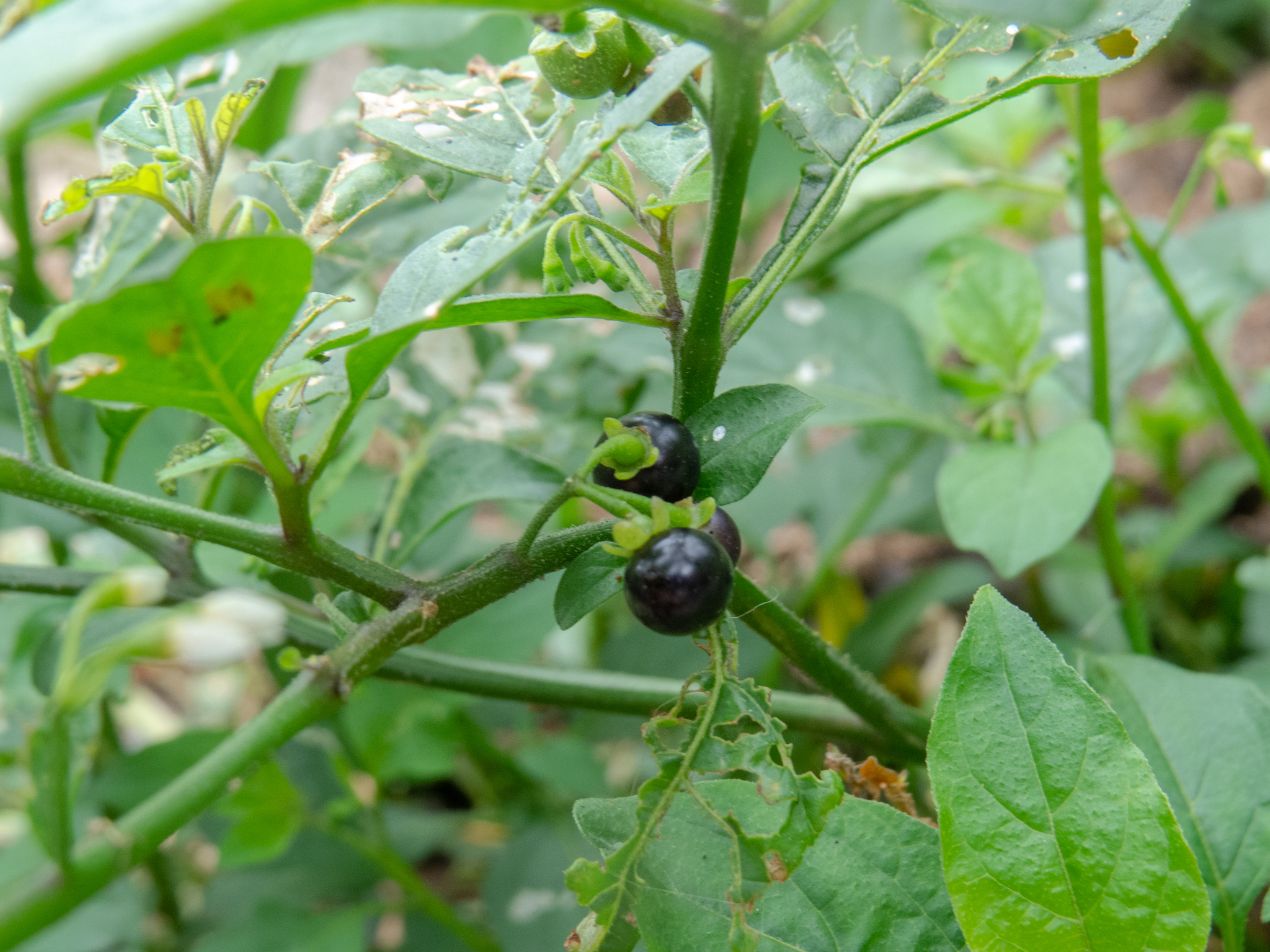 Solanum americanum