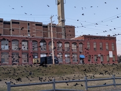 Corvus
