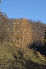 Salix × fragilis vitellina